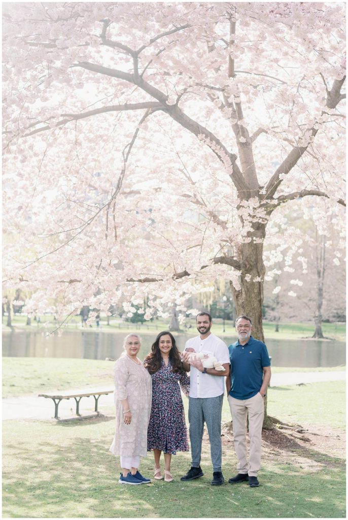 Boston Public Garden Cherry Blossoms